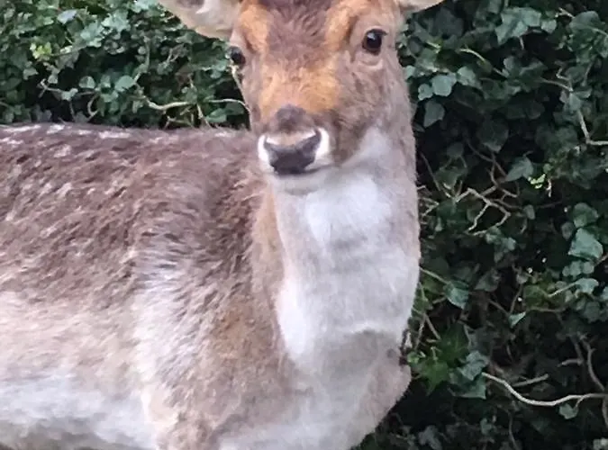 Studio@25 Appartamento *